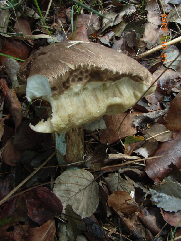 Boletus?